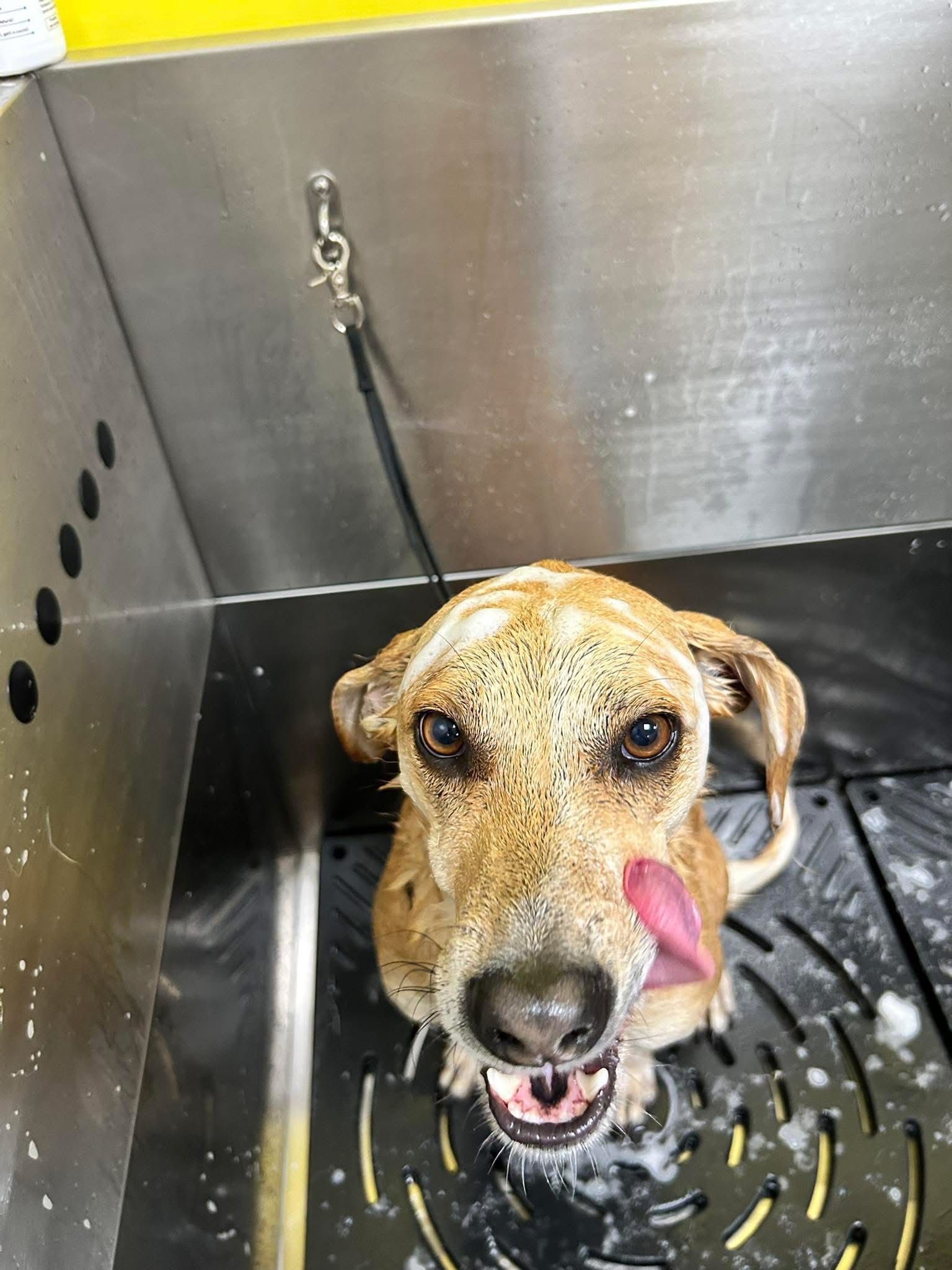 Cane felice durante il bagno