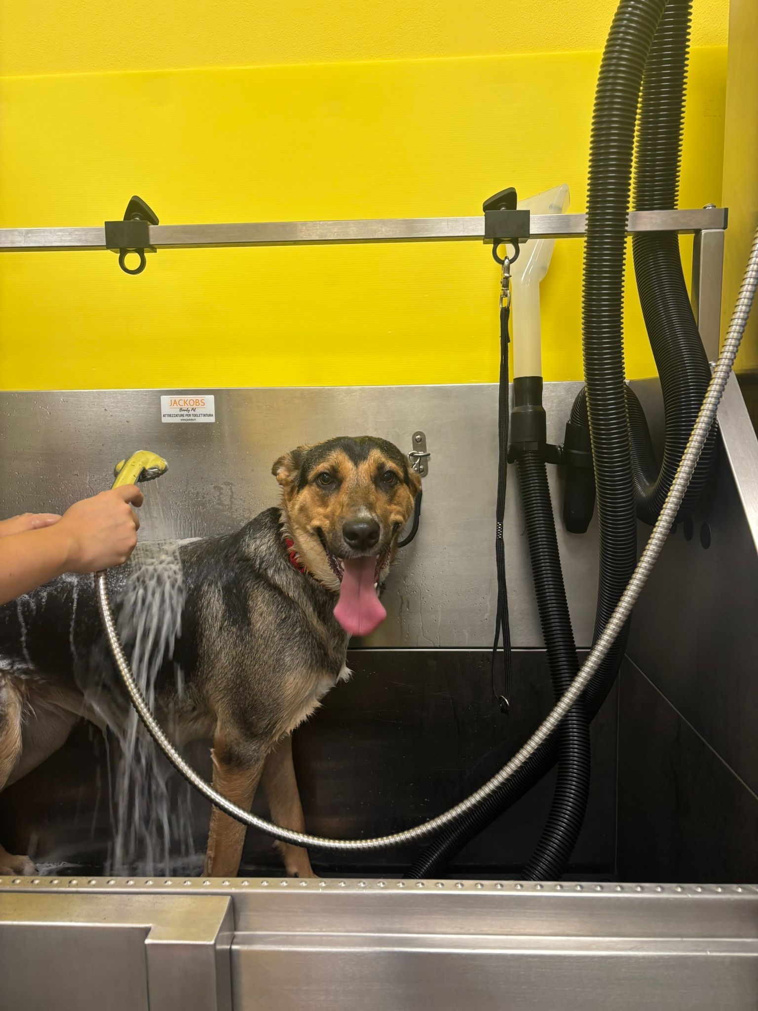 Cane felice durante il bagno Cane felice durante il bagno
